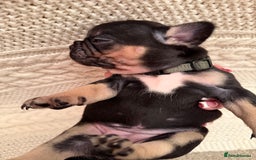 French Bulldog dogs for sale: 5 KC registered French Bulldogs🐾 - Image 8