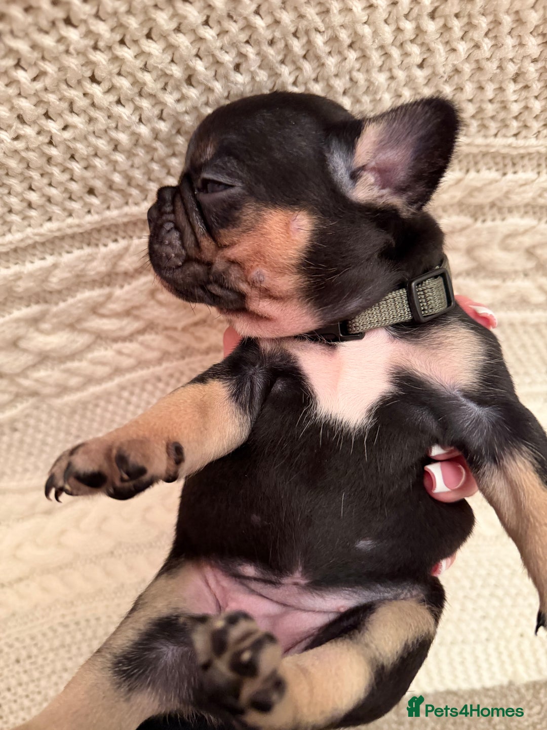 French Bulldog dogs for sale: 5 KC registered French Bulldogs🐾 - Image 8