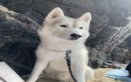 Siberian Husky dogs for sale: Darlo - Image 3