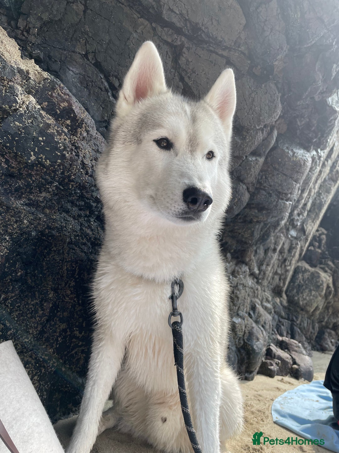 Siberian Husky dogs for sale: Darlo - Image 3