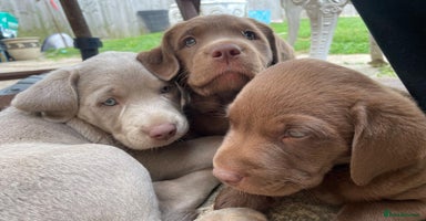 Labrador Retriever dogs - Advert 4
