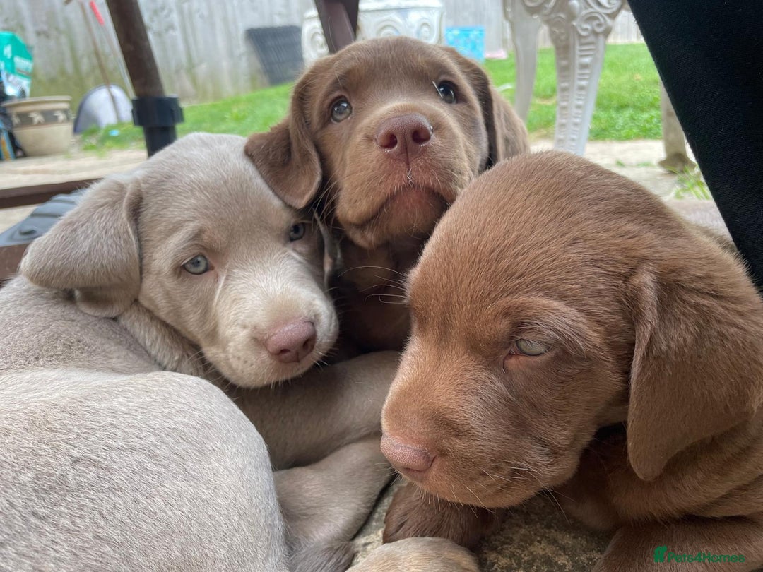 Labrador Retriever dogs for sale: 1 stunning boy left  - Image 2