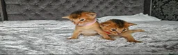 Abyssinian cats for sale: Abyssinian Kittens - Advert 12