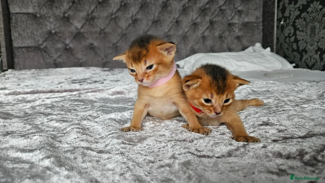 Abyssinian cats for sale: Abyssinian Kittens - Advert 12