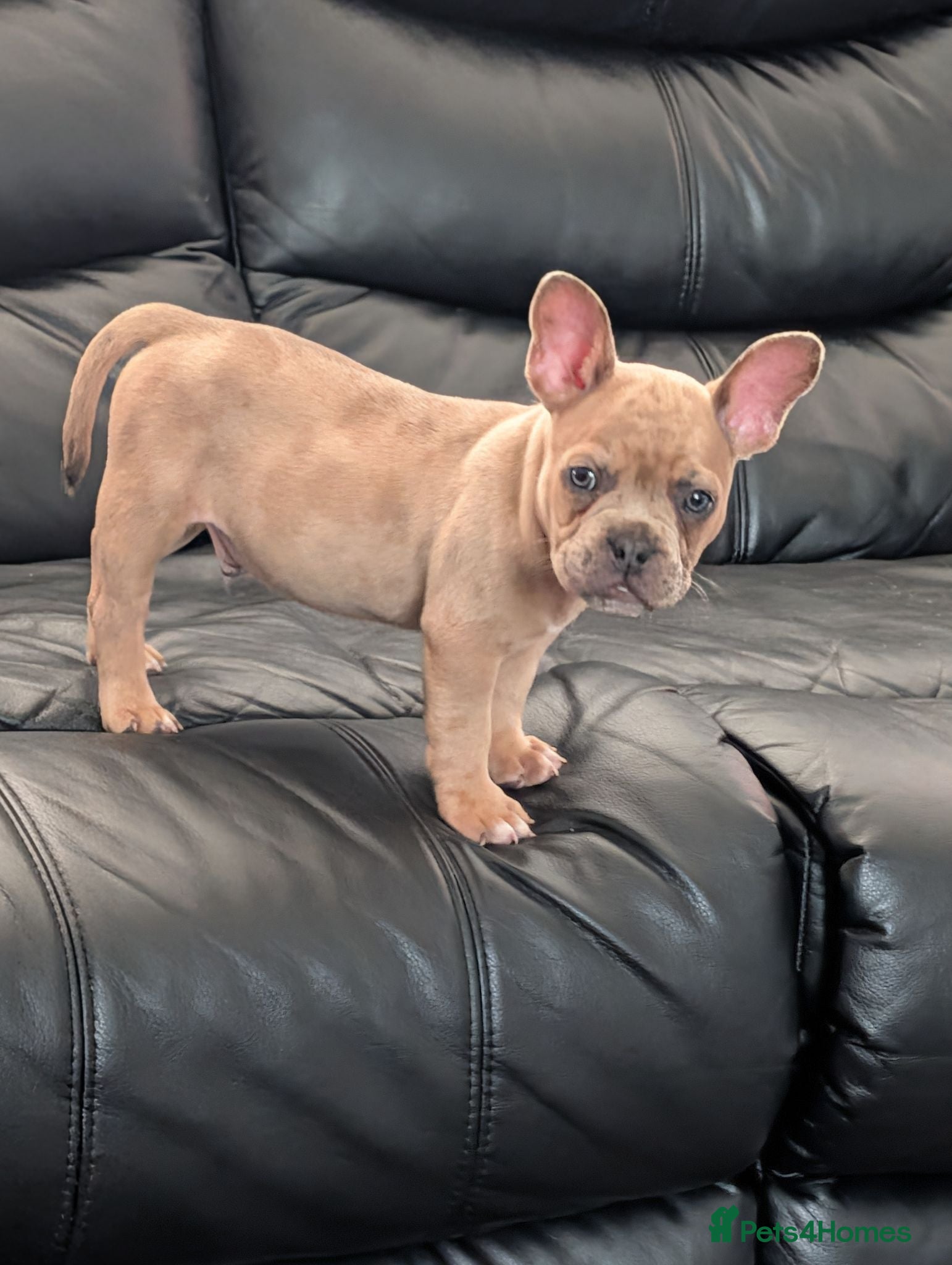 Mixed Breed dogs Gorgeous Frenchie x boy - Advert 2