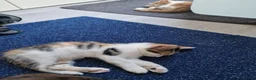 Mixed Breed cats for sale: Very Cute Calico Girl - Advert 20