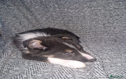 Border Collie dogs for sale: Stunning little litter of border collies  - Image 7