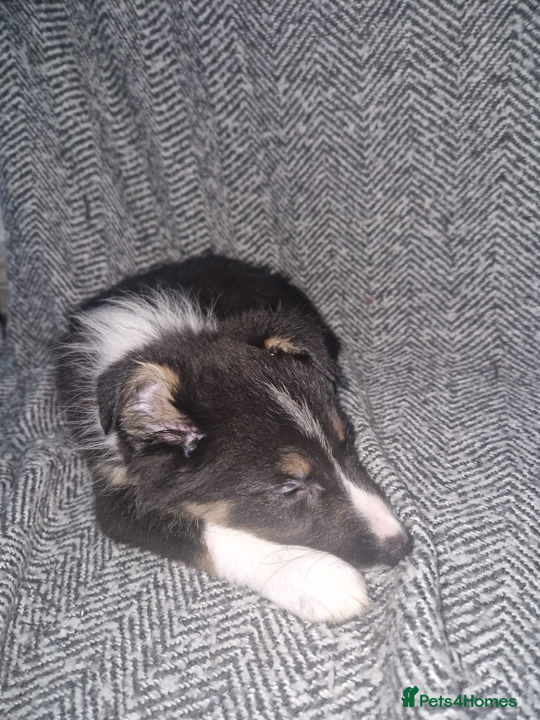 Border Collie dogs for sale: Stunning little litter of border collies  - Image 7