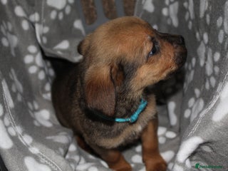 Mixed Breed dogs Cane corso cross rottweiler pups - Advert 18