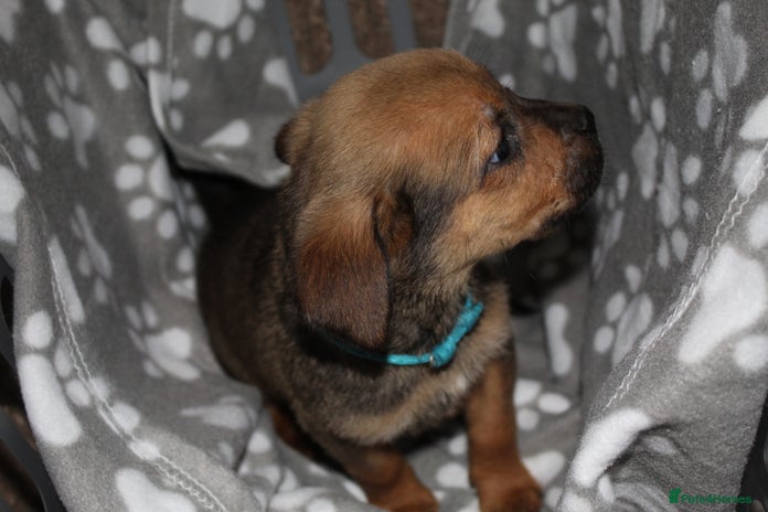 Mixed Breed dogs Cane corso cross rottweiler pups - Advert 13