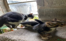 Mixed Breed cats for sale: British Short Hair X Grey and Tabby kittens - Image 11