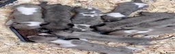 Whippet dogs for sale: Beautiful chunky KC blue fawn brindle whippet pups in Market Harborough - Advert 11