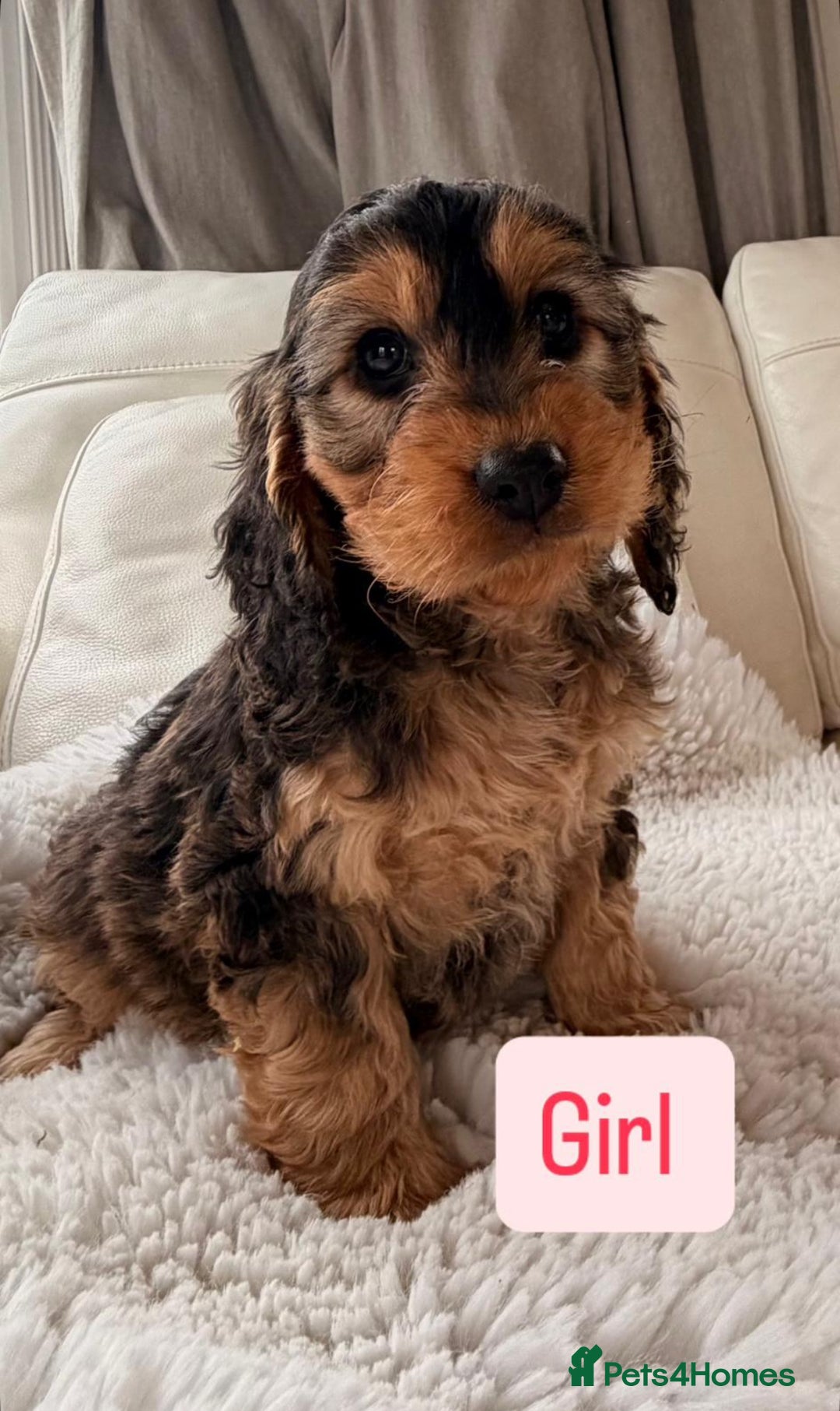 Cockapoo dogs for sale: Gorgeous F1 Cockapoo’s  - Advert 14