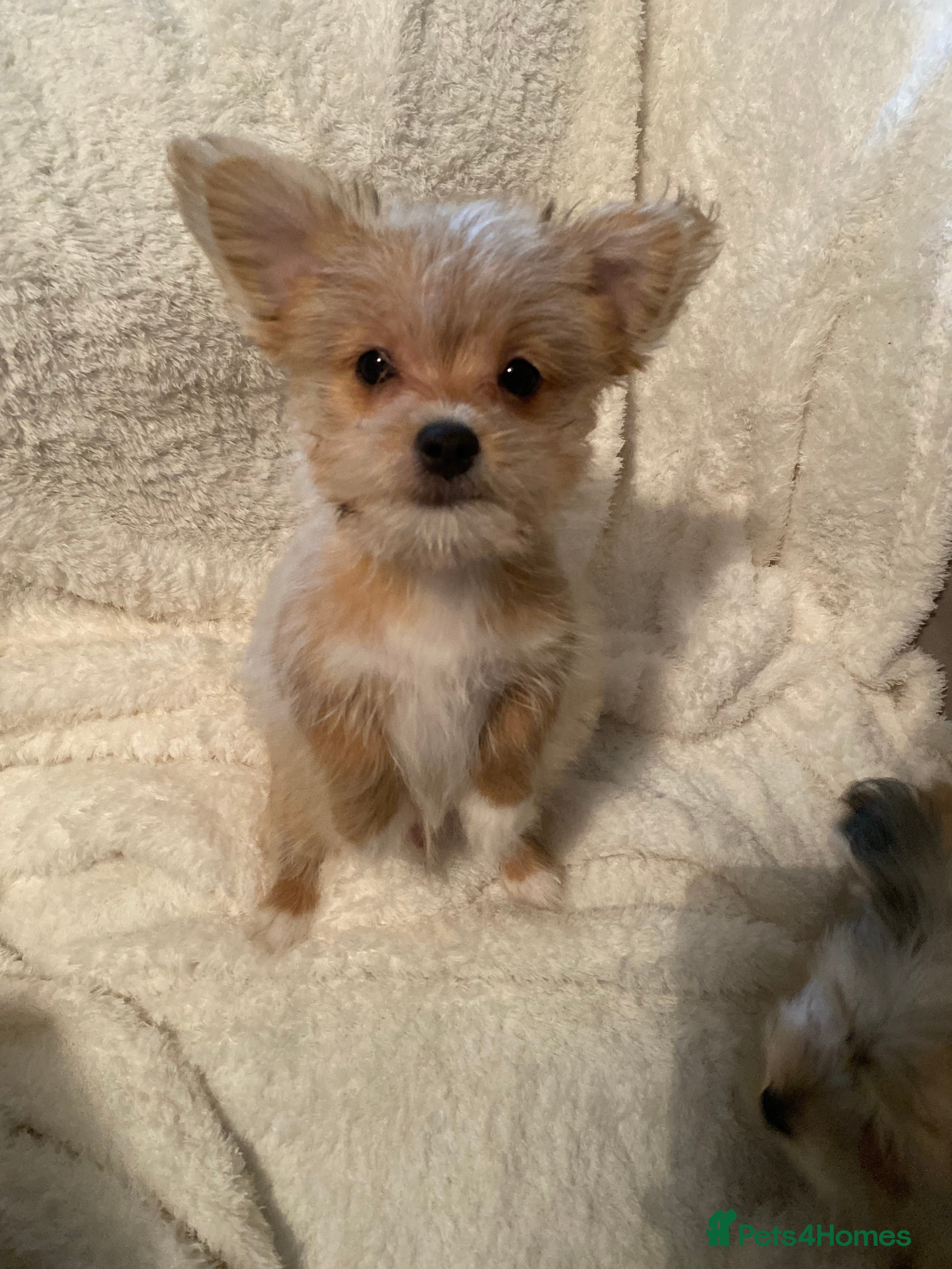 Mixed Breed dogs Unique mix - Maltese x JackChi Pups - Advert 6