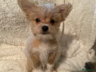 Mixed Breed dogs Unique mix - Maltese x JackChi Pups - Advert 6