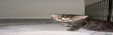 Tabby kitten 