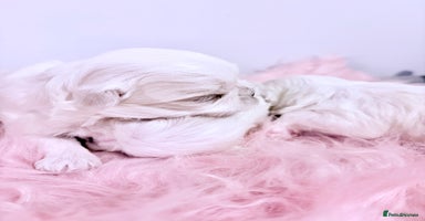 Maltese dogs - Advert 2