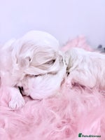 Maltese dogs - Advert 2