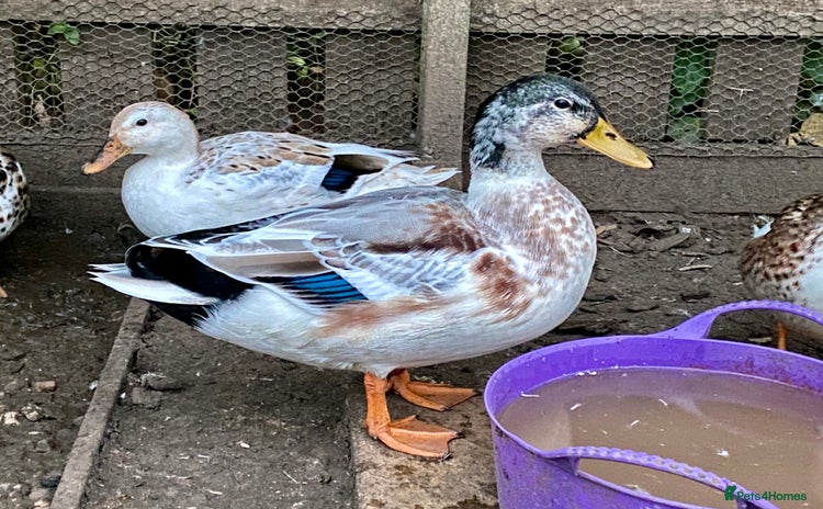 Ducks poultry - Advert 8
