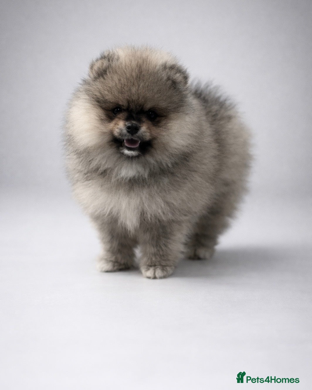 Pomeranian dogs Top Quality 🐻 Teddy Bears  - Advert 3