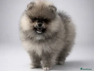 Pomeranian dogs Top Quality 🐻 Teddy Bears - Advert 3