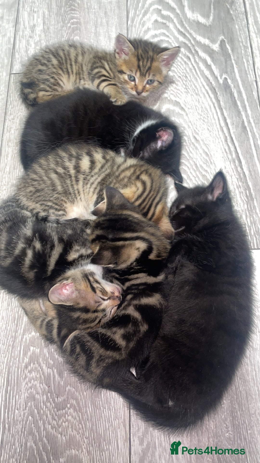 British Shorthair cats for sale: British Shorthair & Turkish Angora Mixed Kittens✨  - Image 10