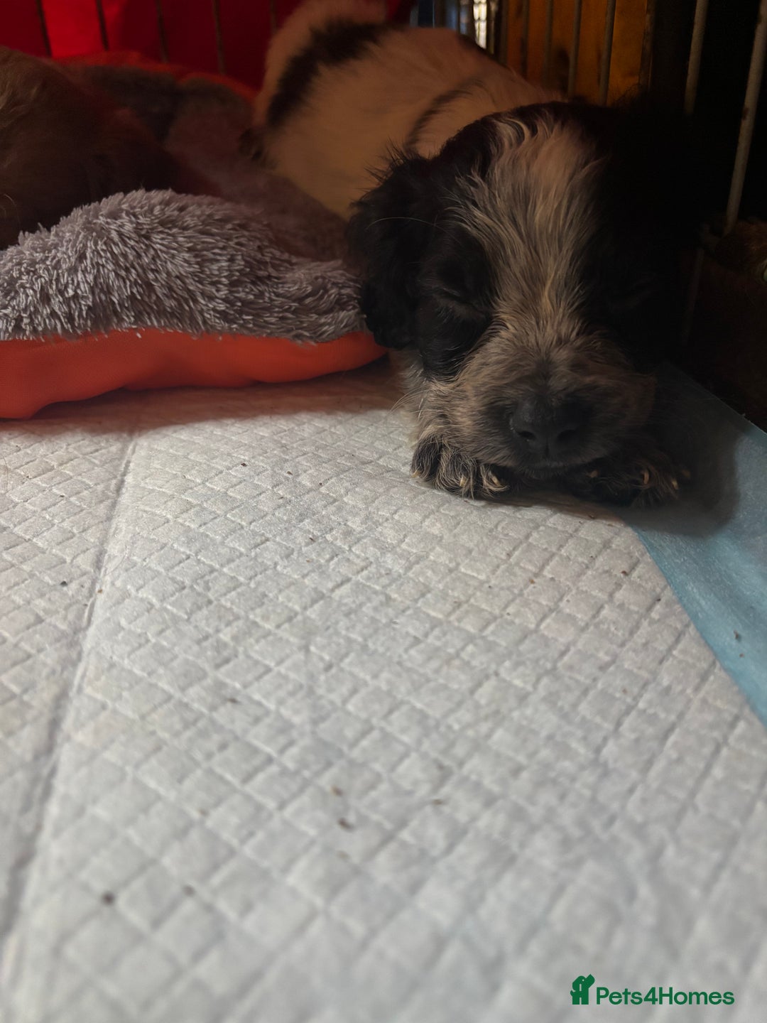 Cocker Spaniel dogs for sale: 5 lovely cocker spaniels  - Advert 14