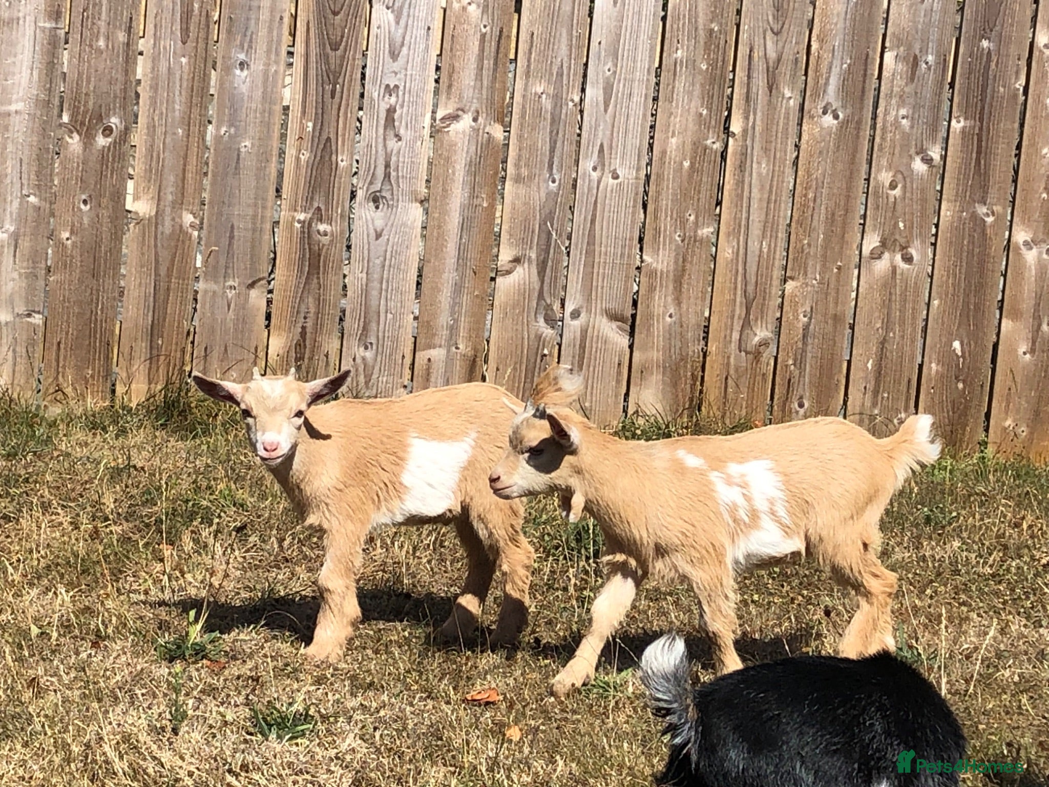 Goats livestock Pygmy Goat Kid (boy) - Advert 23