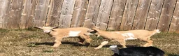 Goats livestock for sale: Pygmy Goat Kids in Llandysul - Advert 3
