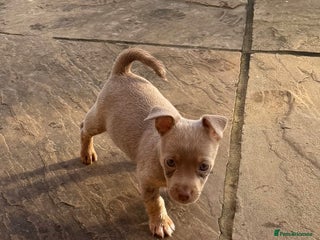 Jack Russell dogs Wenlock JRT Lilac Bitch (Last one left) - Advert 1