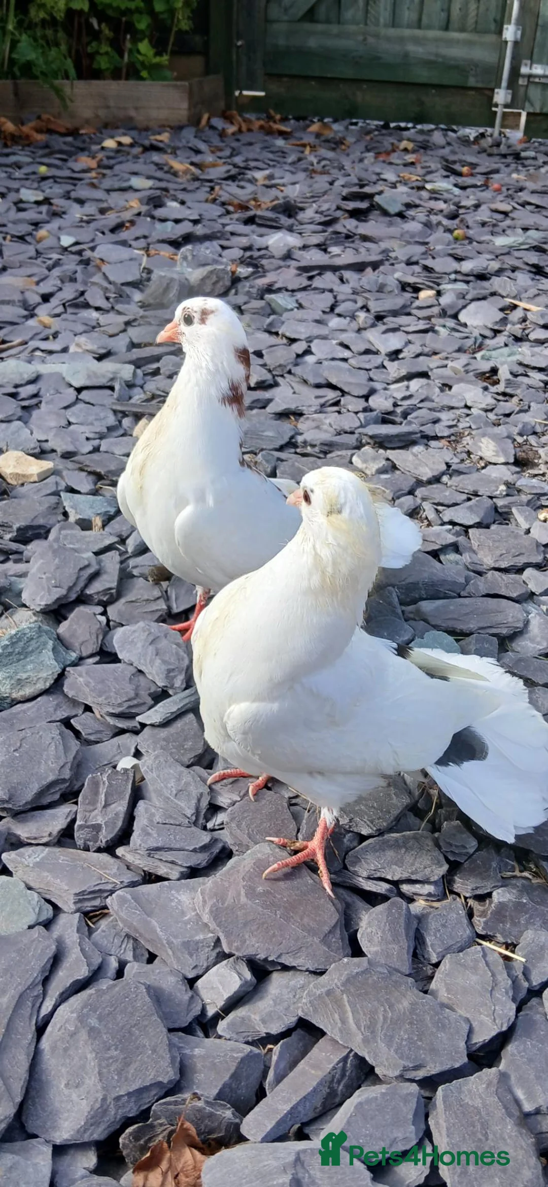 Doves birds for sale: 6 fantails Doves to rehome in Bath - Advert 9