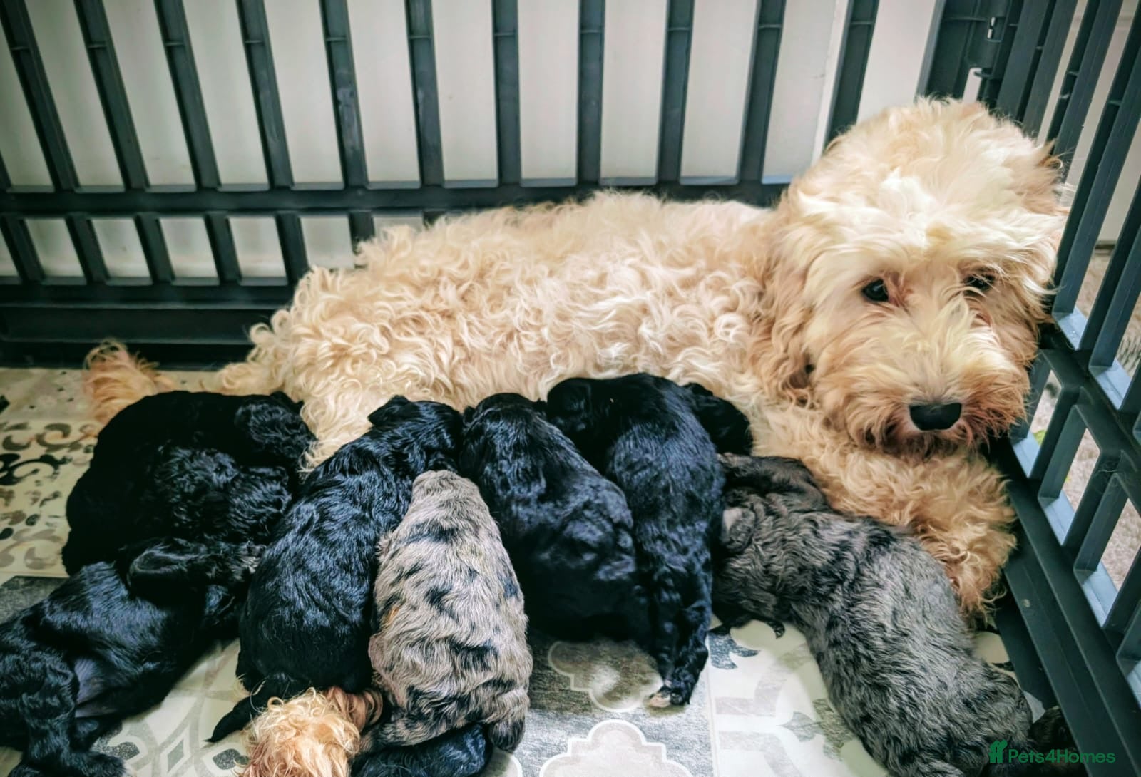 Cavapoochon dogs Rare Cavapoochons Home Raised PRA Clear Ready Now - Advert 1