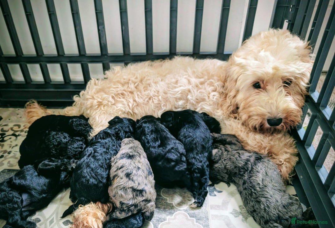 Cavapoochon dogs for sale: Rare Cavapoochons Home Raised PRA clear - Advert 2