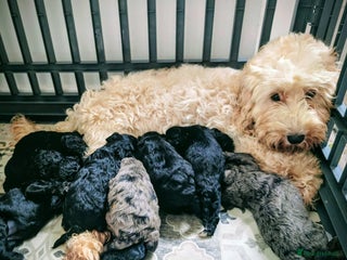 Cavapoochon dogs Rare Cavapoochons Home Raised PRA clear - Advert 2