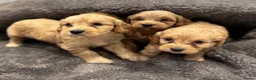 Cockapoo dogs for sale: Stunning Cockapoo puppies  - Advert 8