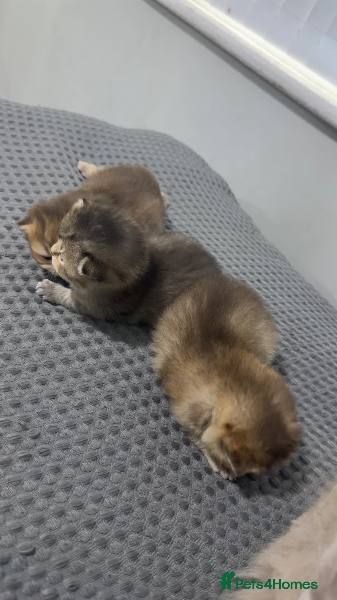 British Shorthair cats for sale: Rare black golden shaded - Advert 2