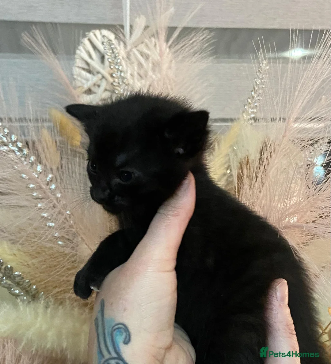 Mixed Breed cats for sale: 3 kittens  - Advert 2