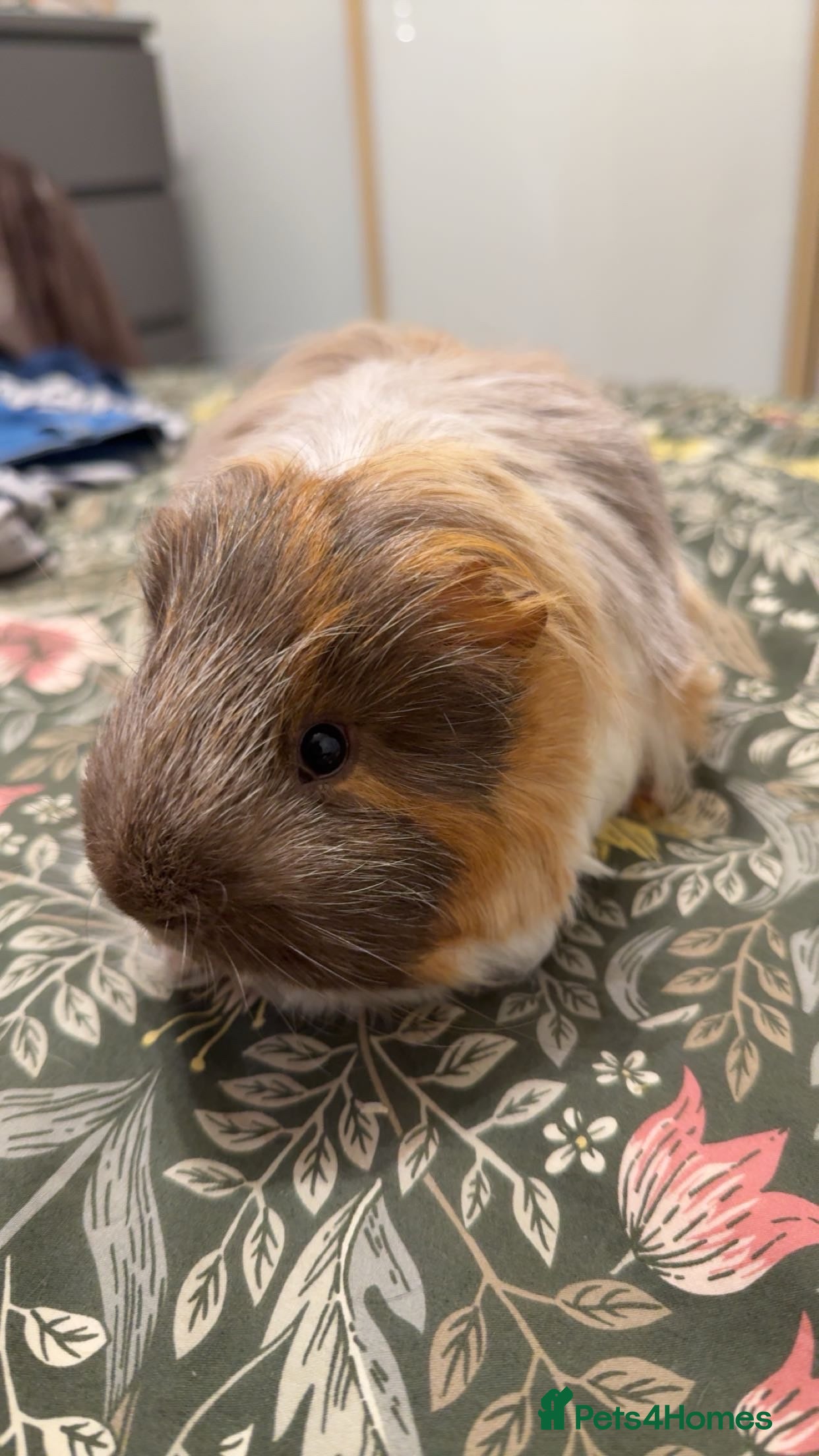 Guinea Pig rodents two 9month beautiful boys for sale - Advert 12