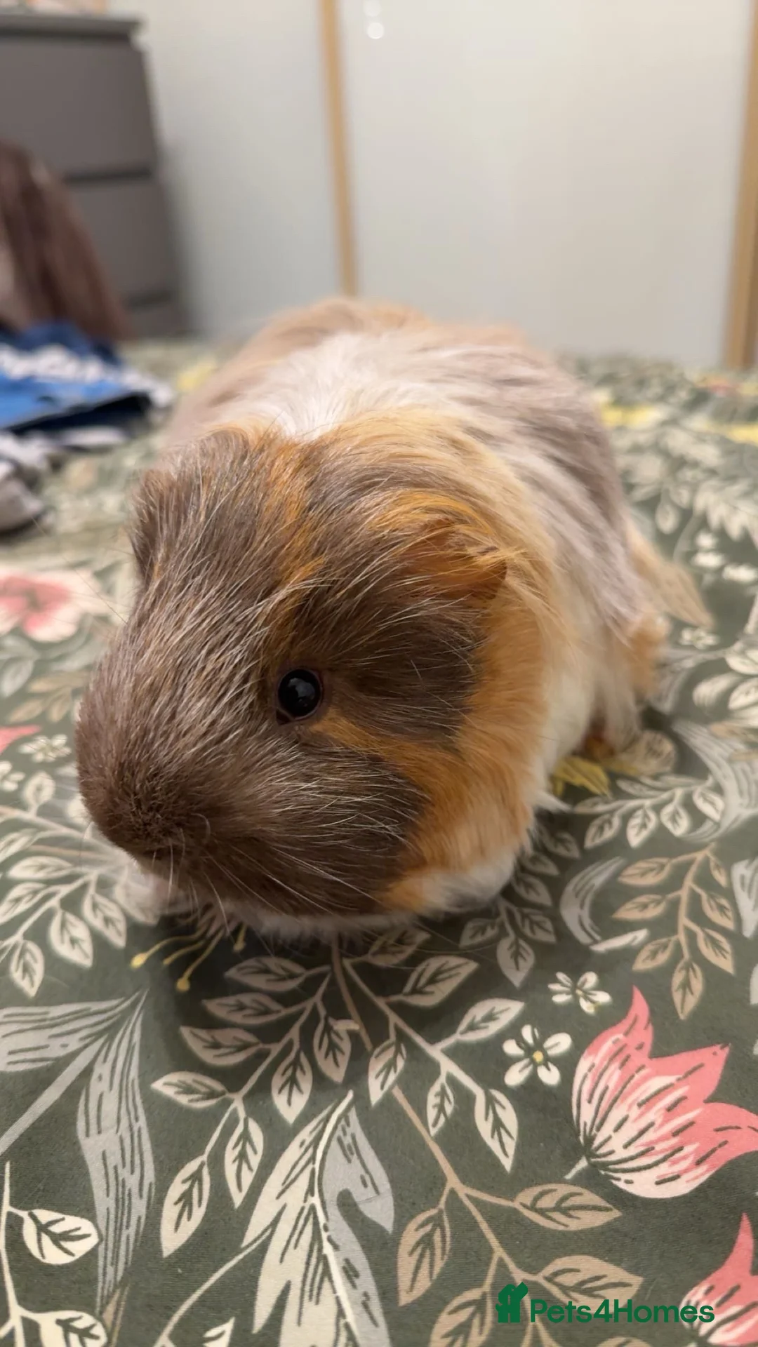 Guinea Pig rodents for sale: two 9month beautiful boys for sale - Advert 1