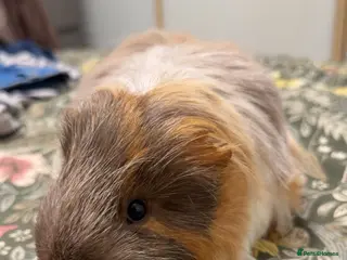 Guinea Pig rodents two 9month beautiful boys for sale - Advert 12