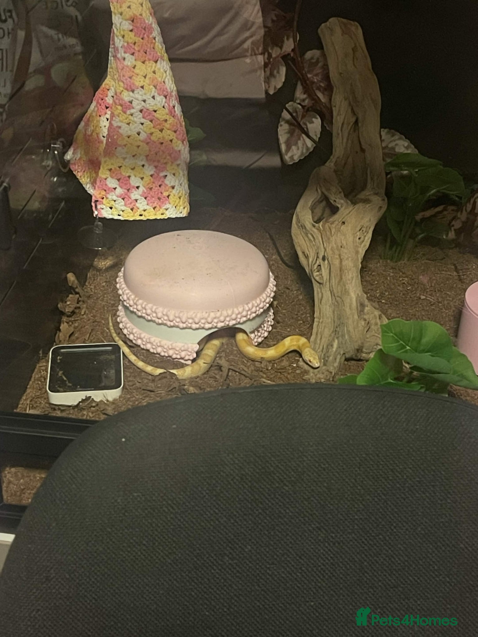 Corn Snake reptiles Free Snake and Setup – Needs Collecting - Glasgow - Advert 17