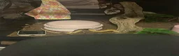 Corn Snake reptiles for sale: Free Snake and Setup – Needs Collecting - Glasgow in Glasgow - Advert 1