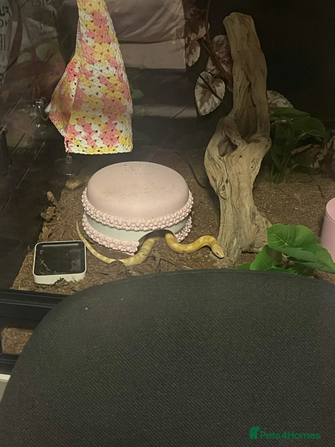 Corn Snake reptiles for sale: Free Snake and Setup – Needs Collecting - Glasgow in Glasgow - Advert 1