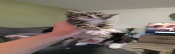 Mixed Breed cats for sale: 8 week old kittens in Immingham - Advert 3