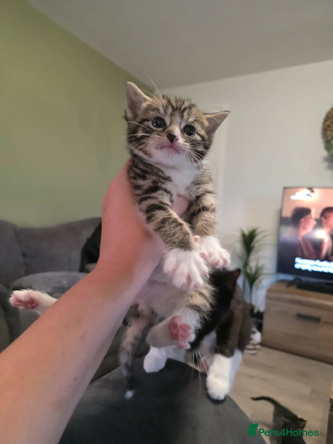 Mixed Breed cats for sale: 8 week old kittens in Immingham - Advert 3