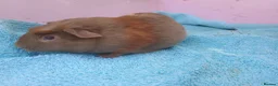 Guinea Pig rodents for sale: Baby guinea pigs - Advert 7