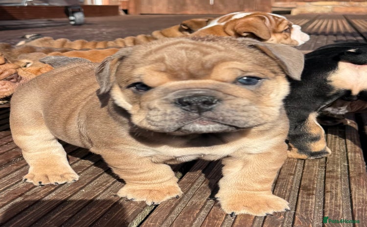 English Bulldog dogs - Advert 3