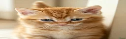 British Shorthair cats for sale: Beautiful Kittens Looking for Loving Homes  in Luton - Advert 3