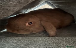 Mini Lop rabbits for sale: Gorgeous mini lop - Image 1