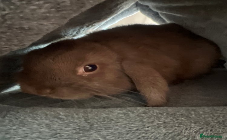 Mini Lop rabbits - Advert 1